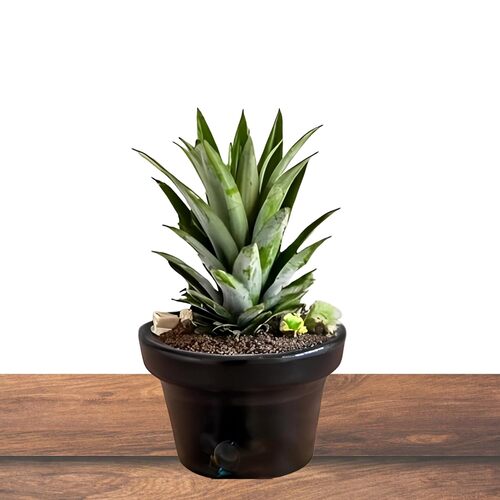 Pineapple Plant With Pot