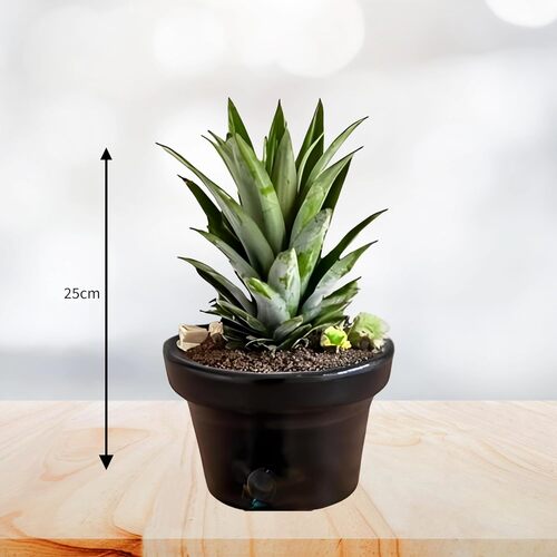 Pineapple Plant With Pot